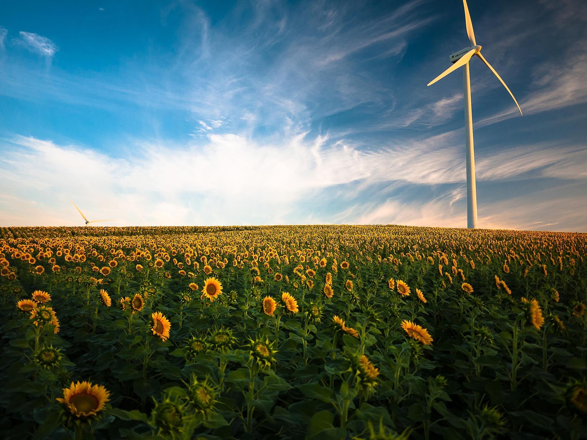 Windtrbine in sunflower field